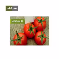 بذر گوجه فرنگی نیوتن(500 عددی)