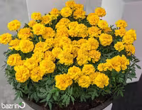 بذر گل جعفری زرد