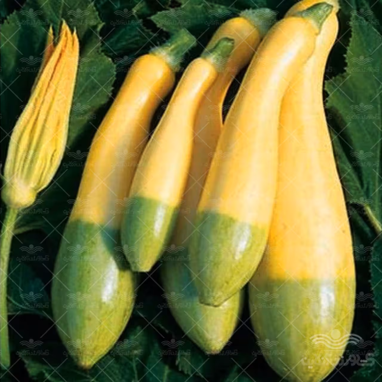 بذر کدو زفیر