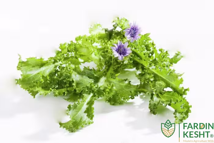 بذر آندیو سالادی میکس 5 نوع بذر بسته 100 عددی