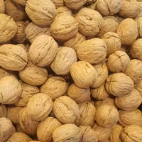 فروش عمده گردو  کاغذی امسال مراغه پرمغز  و سفید و با کیفیت