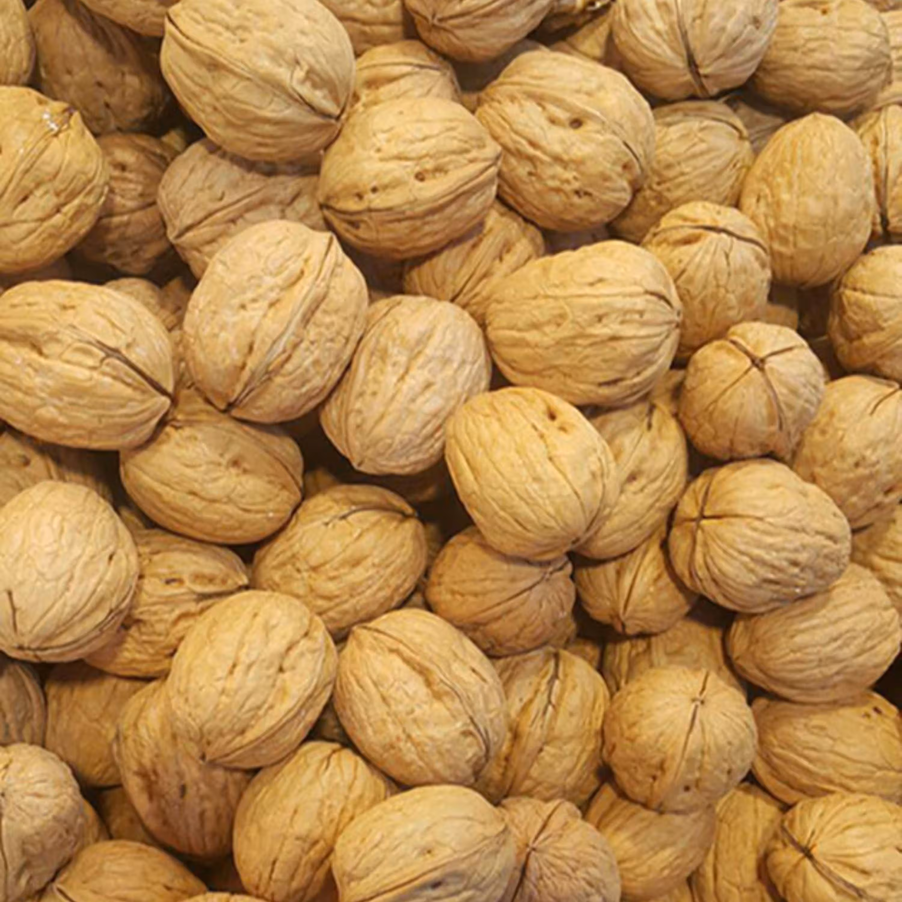 فروش عمده گردو  کاغذی امسال مراغه پرمغز  و سفید و با کیفیت