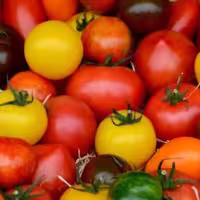 بذر گوجه کبابی میکس
