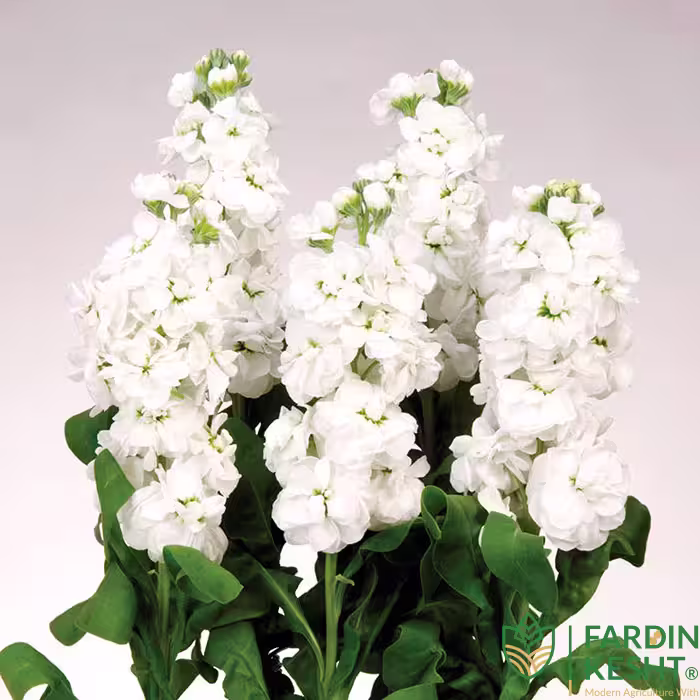 بذر گل شب بو شاخه بریده سفید هلندی بسته 30 عددی