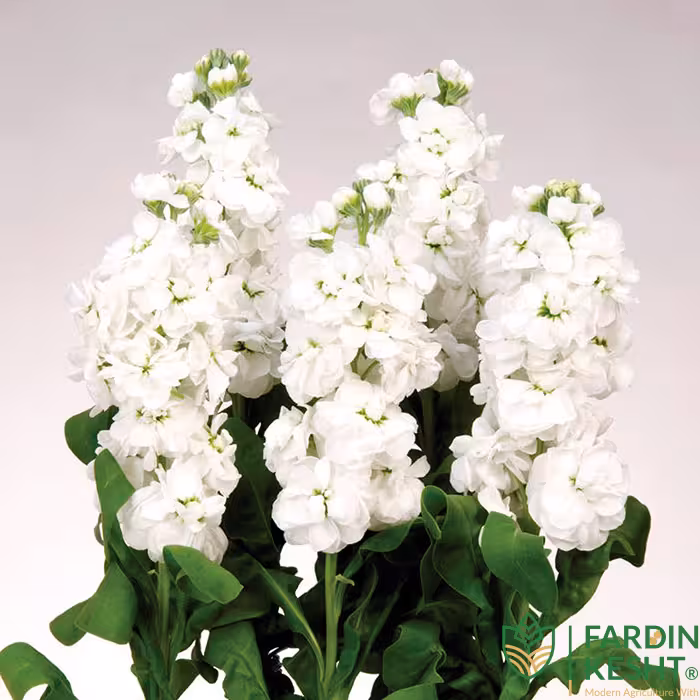 بذر گل شب بو شاخه بریده سفید هلندی بسته 30 عددی