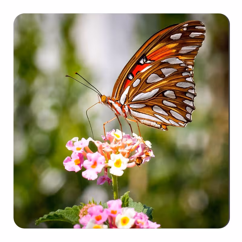 مگنت طرح گل و پروانه کد NIM623