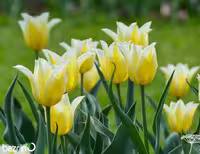 پیاز لاله زرد لب سفید (هلندی)