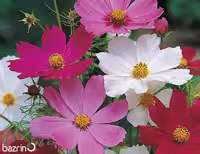 بذر گل ستاره ای الوان