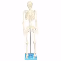 بازی آموزشی مولاژ اسکلت بدن انسان مدل Skeleton85