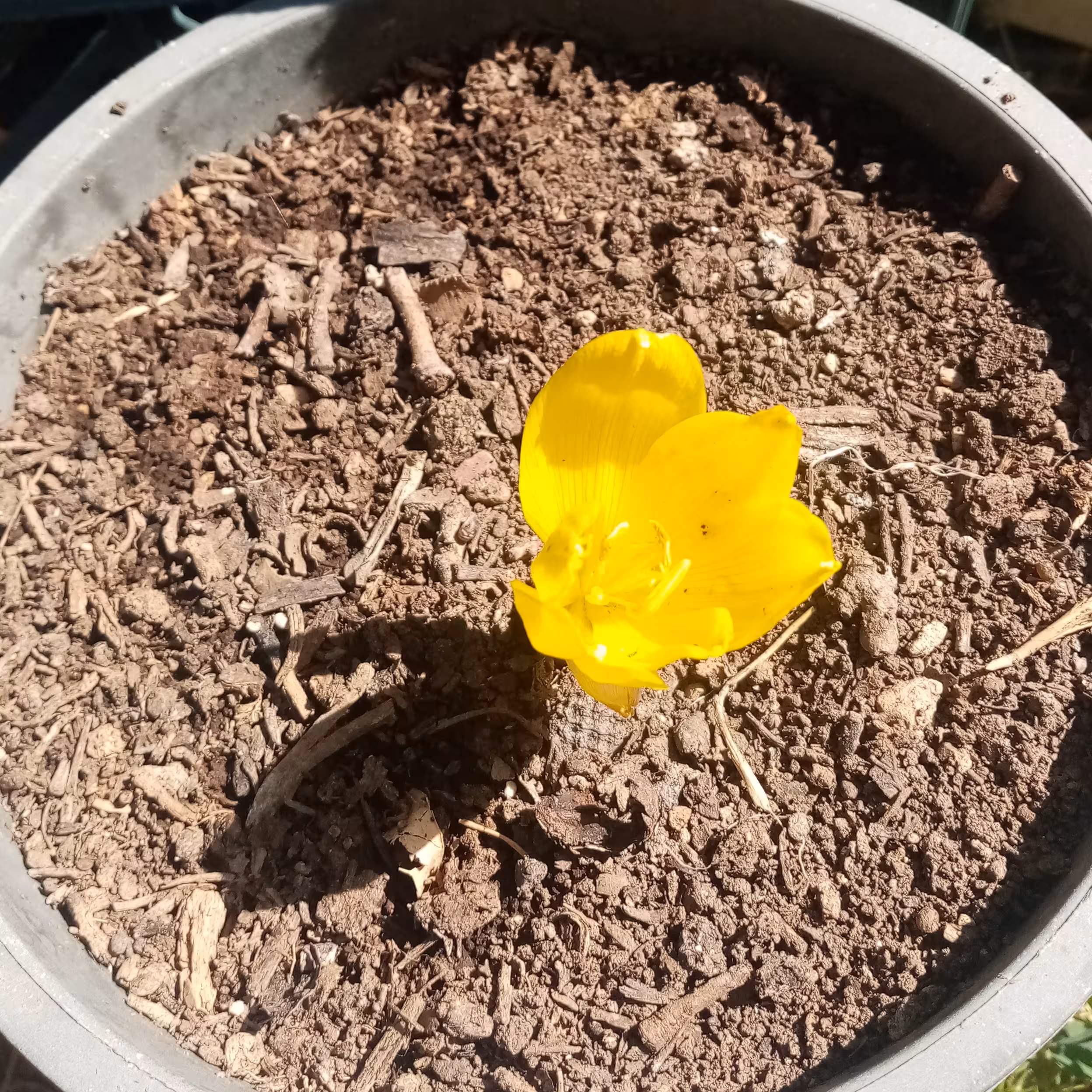 پیاز گیاه زیبای جام زرین کوروش، بسته 5 عددی، 120 هزار تومان