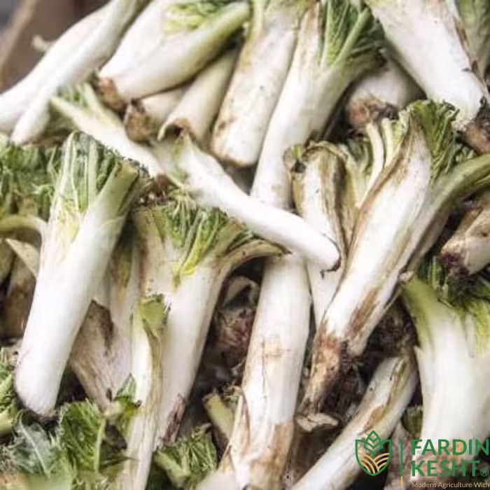 بذر کنگر خوراکی اصیل دنایی بسته 10 عددی