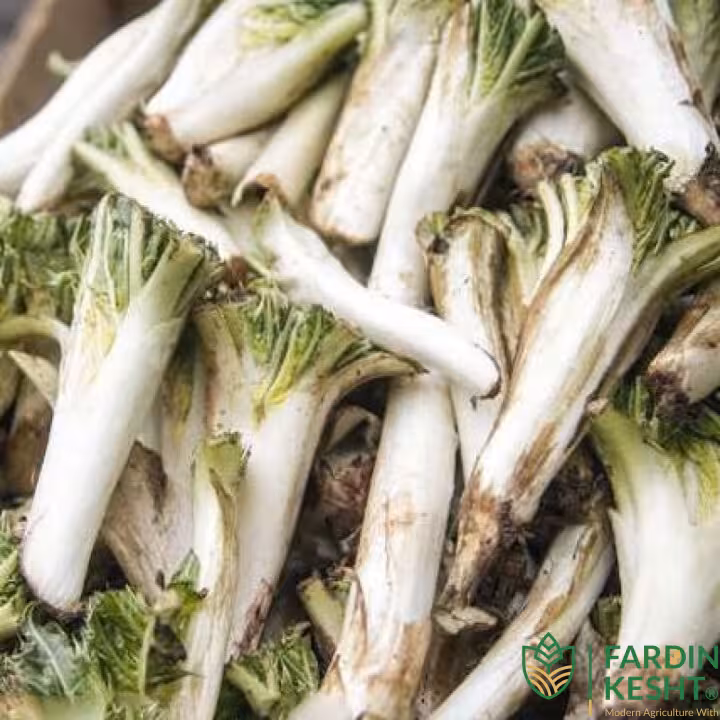بذر کنگر خوراکی اصیل دنایی بسته 10 عددی