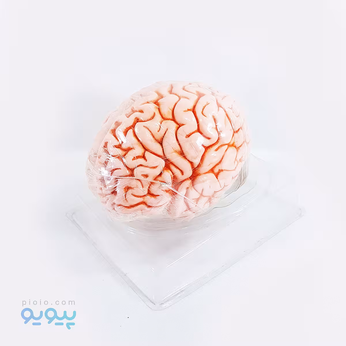 مولاژ آناتومی مغز انسان 2 قسمتی