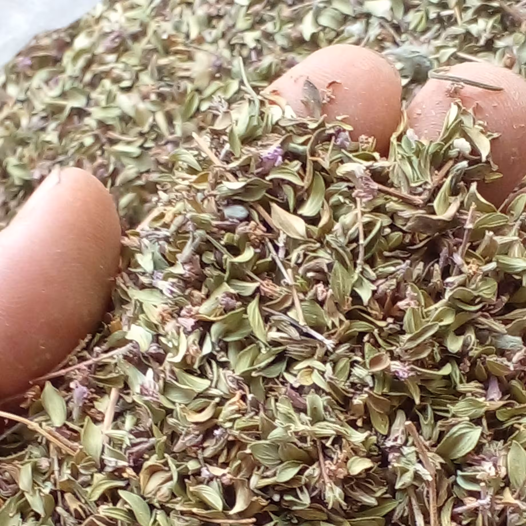 آویشن کوهی  (50 گرمی) 