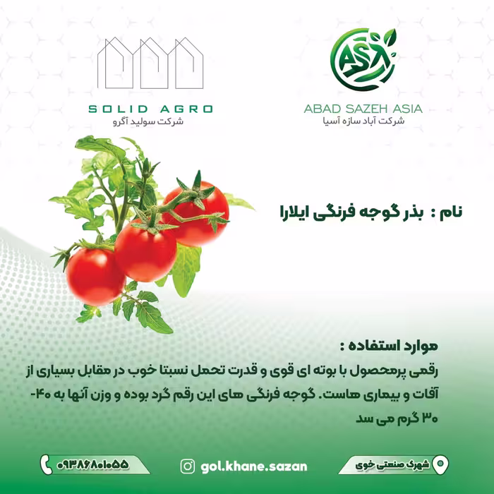 بذر گوجه فرنگی آیلارا پاکت  1000 عددی