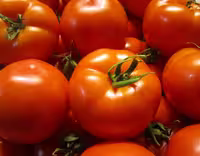 بذر گوجه سوپر استار عنبری 500 گرمی