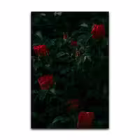 تابلو شاسی گوفی مدل طبیعت گل رز طرح Nature Rose Flower کد RED55 | دنیای قاب