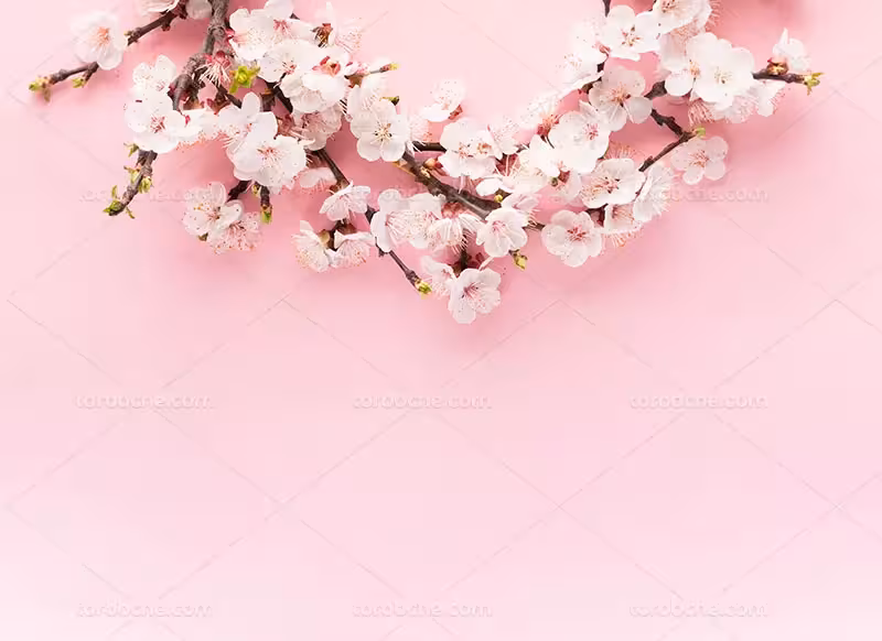 عکس شکوفه بهاری | گرافیک با طعم تربچه