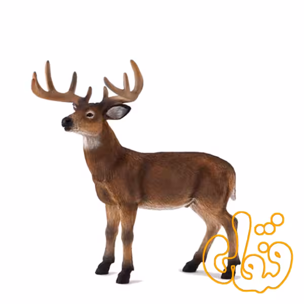 آهو نر دم سفید White Tailed Buck 387038