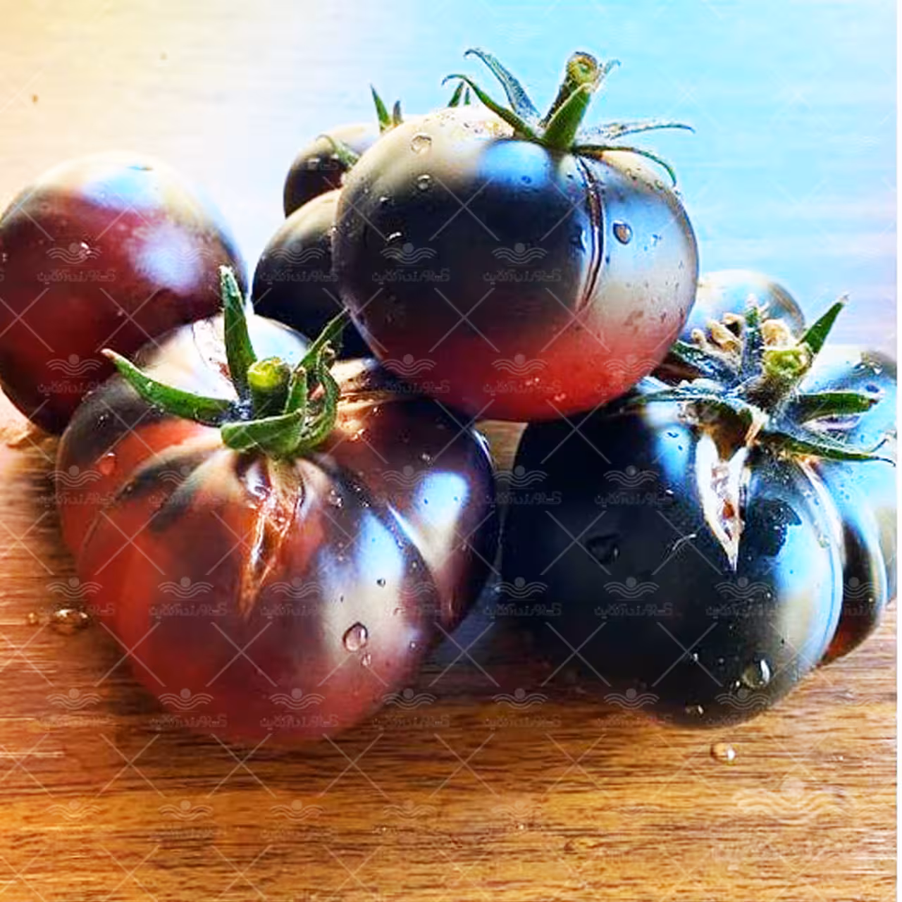 بذر گوجه فرنگی یاس بنفش