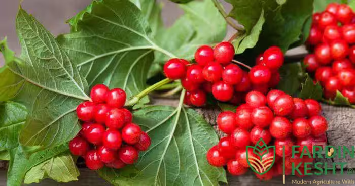 بذر گیلابری بسته 5 عددی