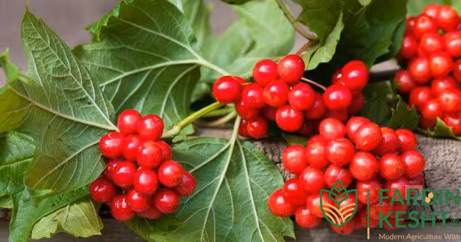 بذر گیلابری بسته 5 عددی