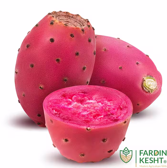 بذر میوه کاکتوس اپونتیا مالتا تو سرخ بسته 5 عددی