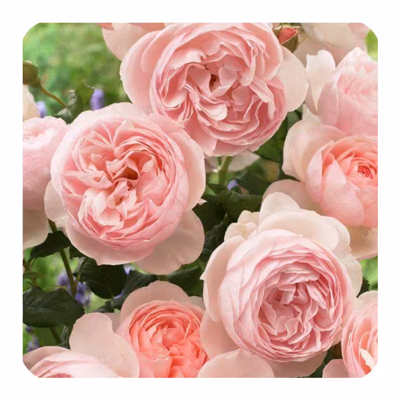 مگنت طرح گل رز کد w1