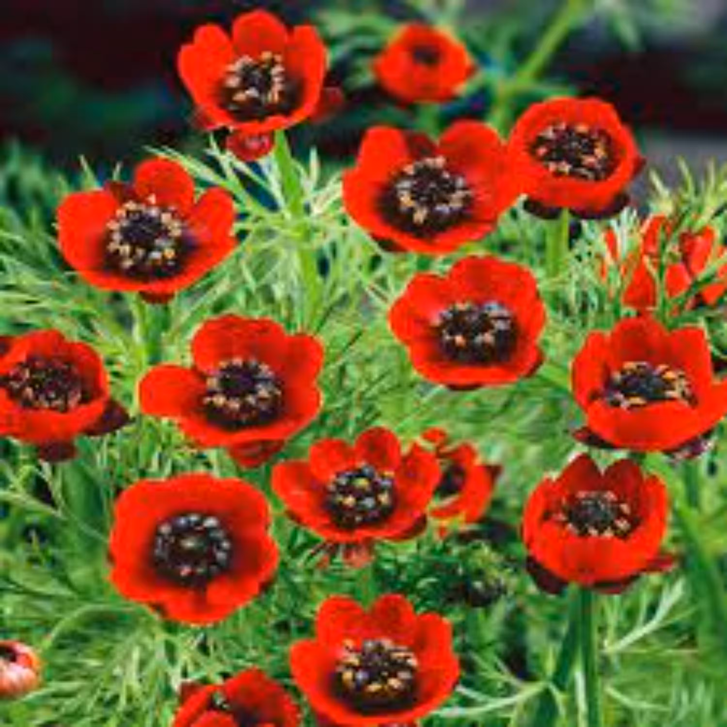 بذر گل آدونیس 50عددی