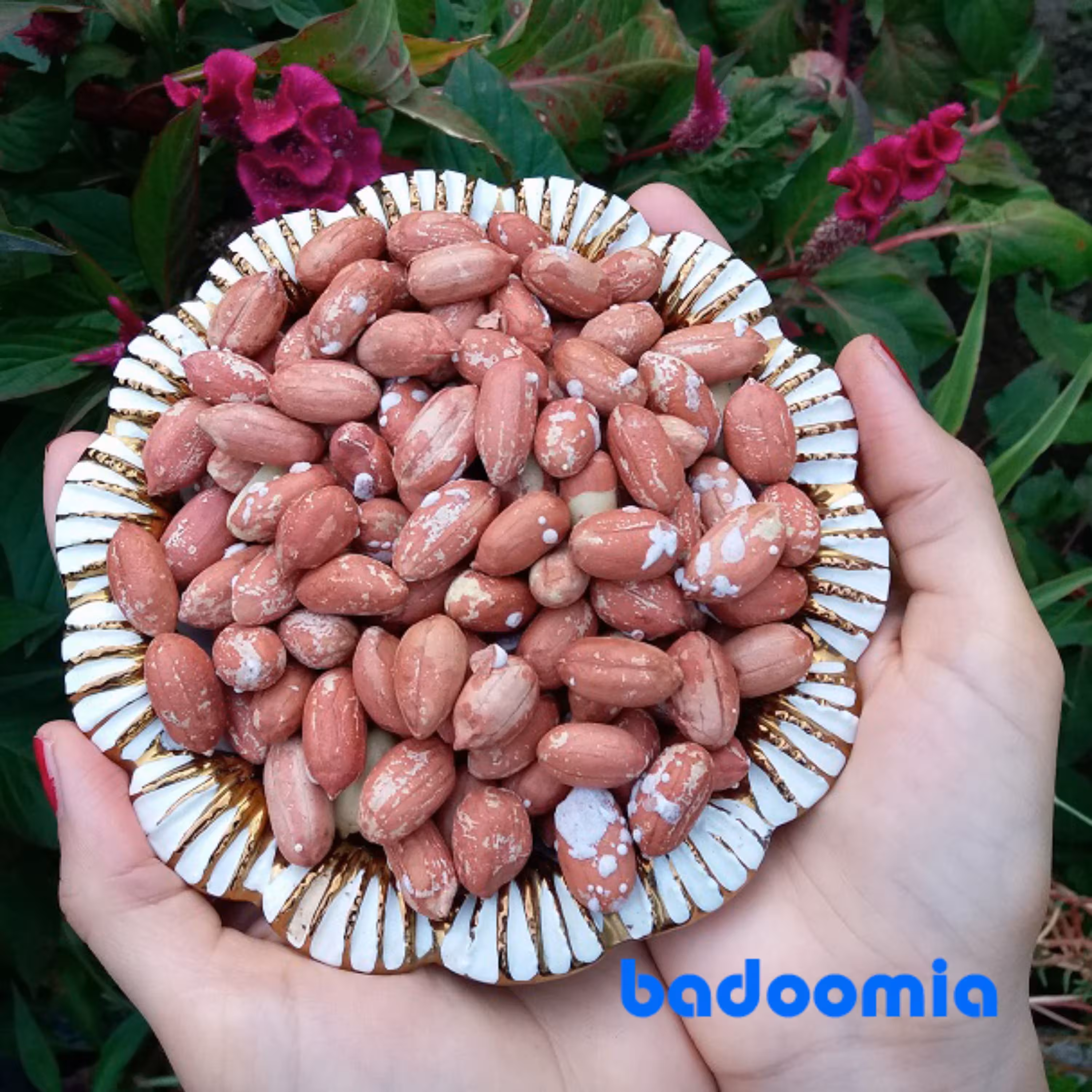 بادام زمینی اعلا درشت یک کیلویی آستانه تازه برشته خوش مزه محلی نمکی بادومیا 1402