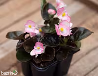 بذر گل بگونیا کوکتیل براندی
