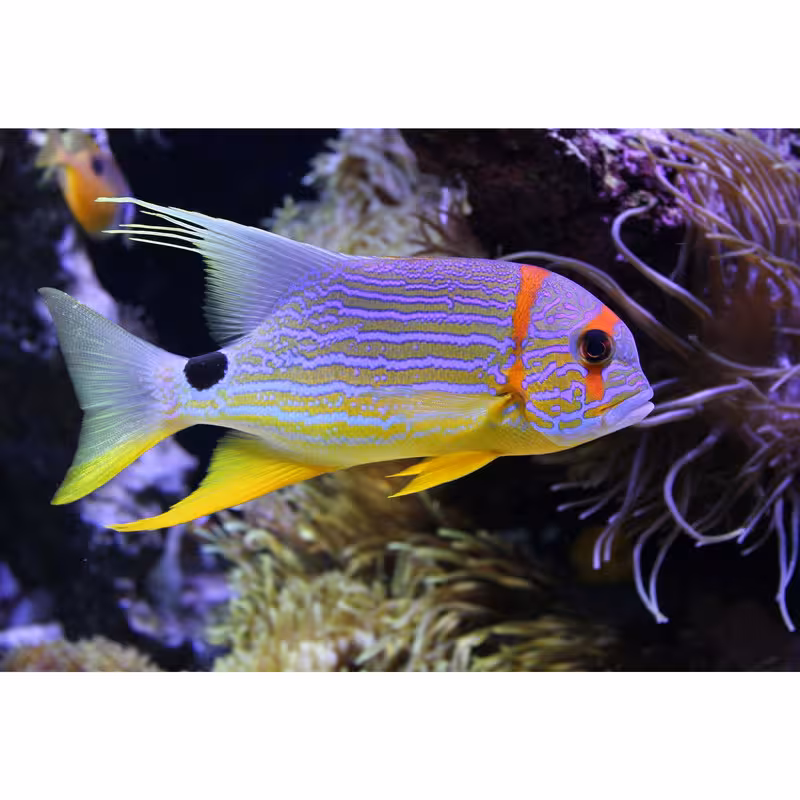 تابلو شاسی مدل ماهی T6907 | دنیای قاب