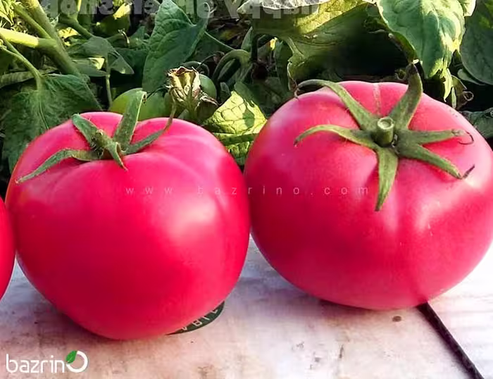 بذر گوجه فرنگی صورتی بوته ای