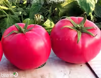 بذر گوجه فرنگی صورتی بوته ای