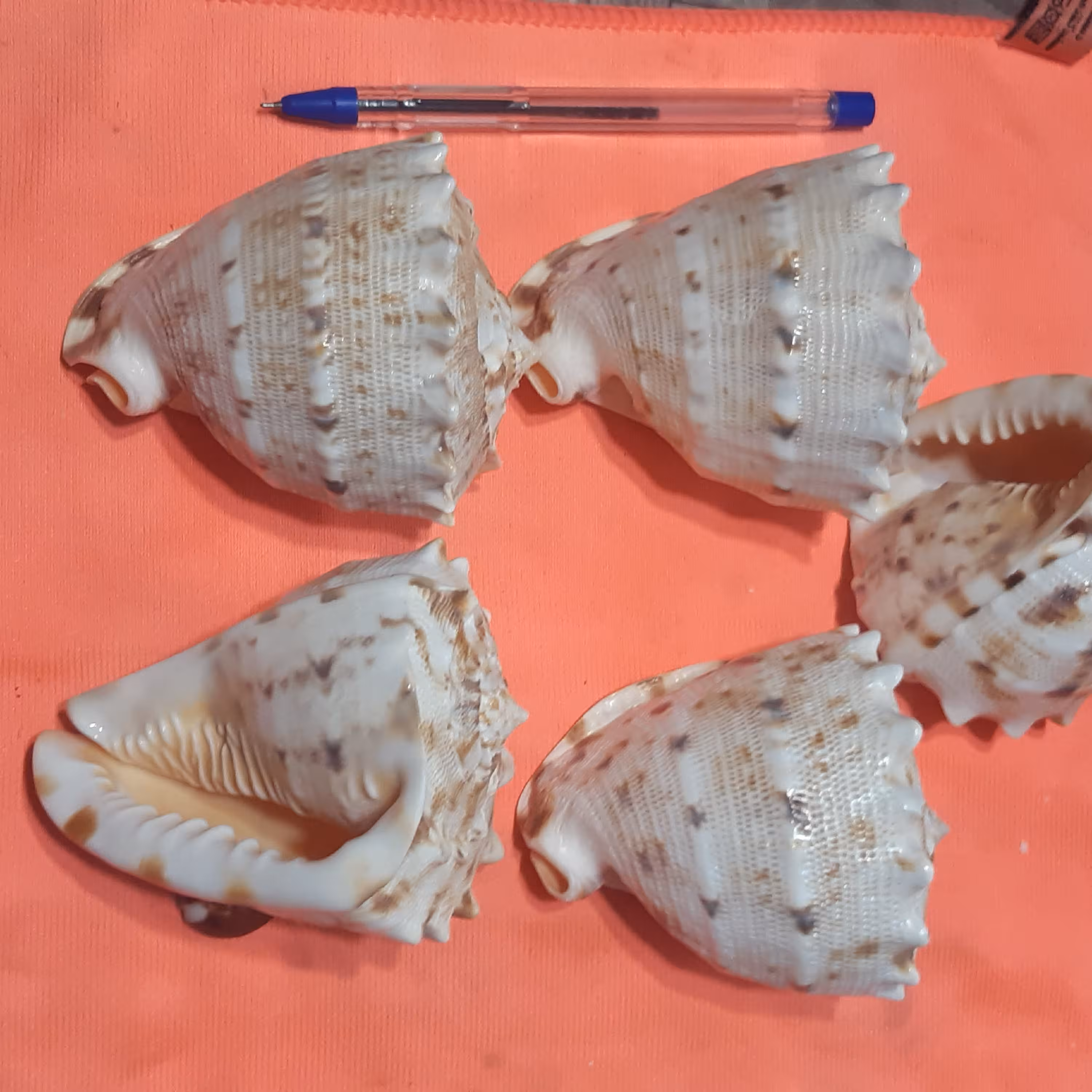 صدف کله گاوی کد 2