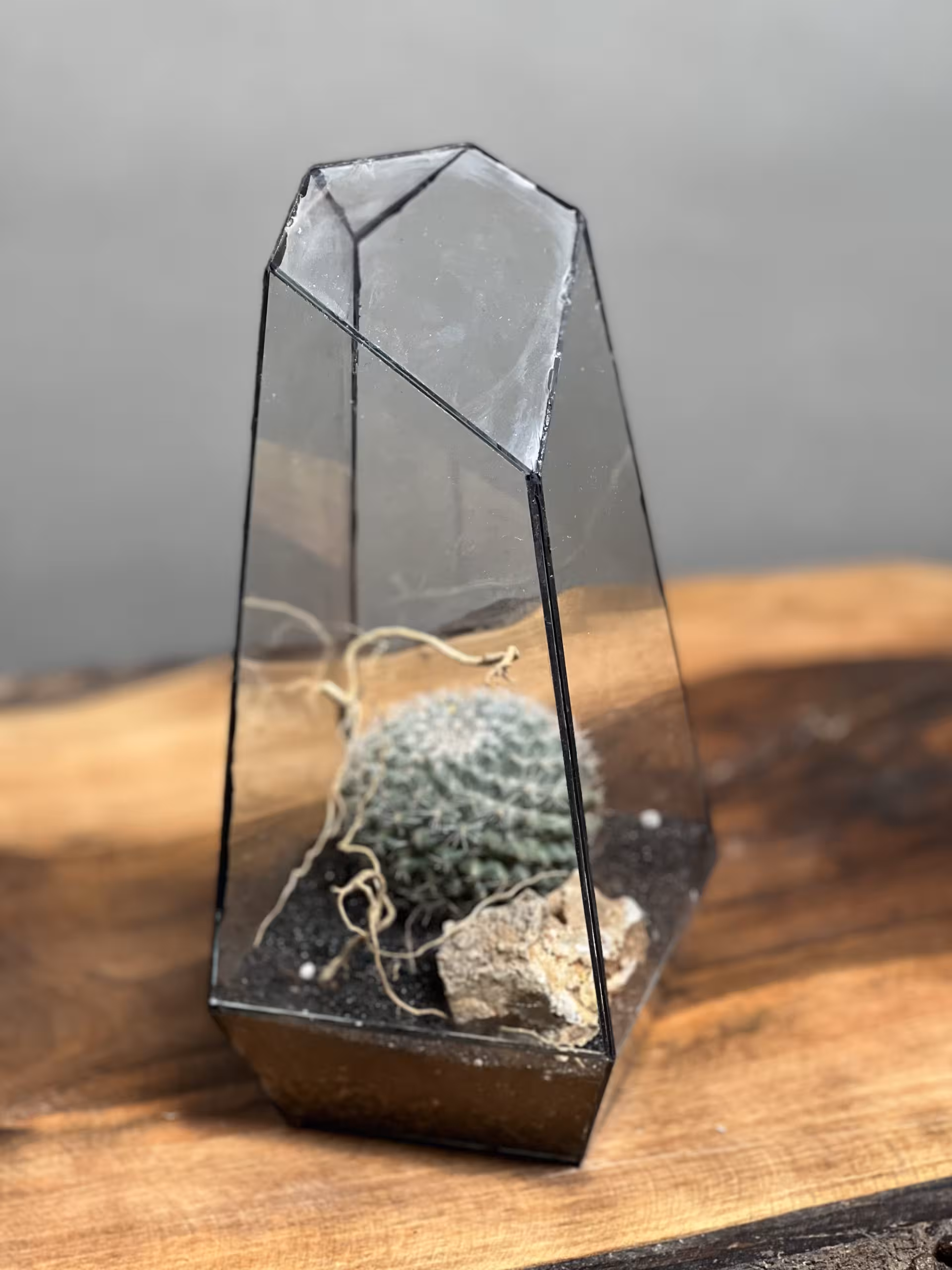 قیمت و خرید تراريوم کاکتوس چشم جغدی (مامیلار) با ارسال فوری