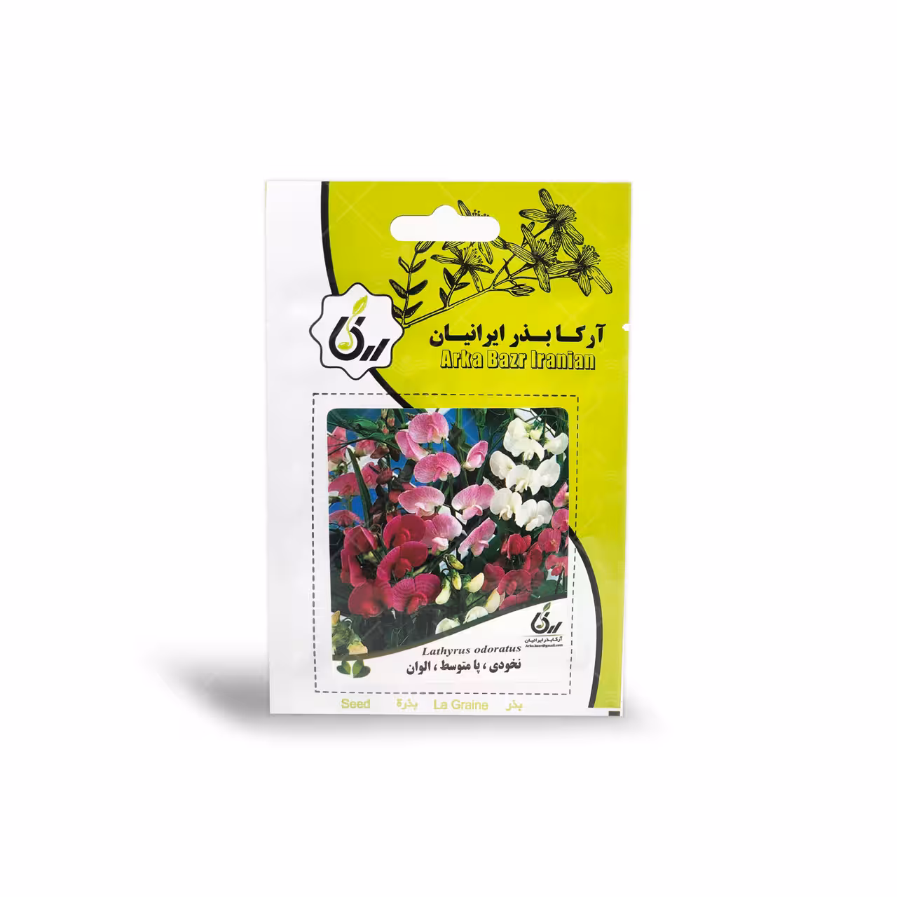 بذر گل نخودی پا متوسط الوان آرکا بذر ایرانیان