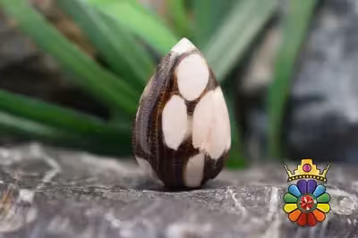 پینت وود جاسپر