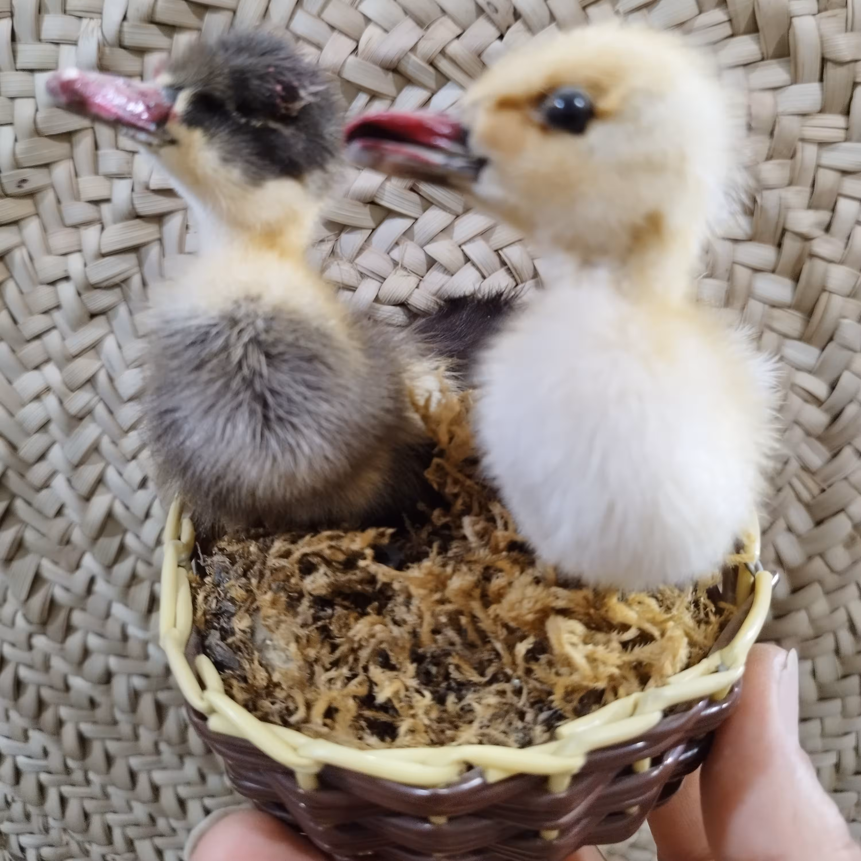 تاکسیدرمی اردک  طبیعی و زیبا  دکوری شیک و جذاب    