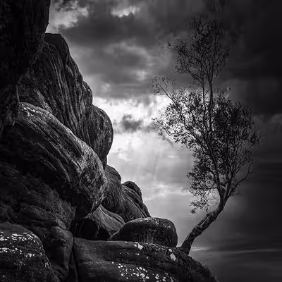 تابلو مدل درخت و صخره