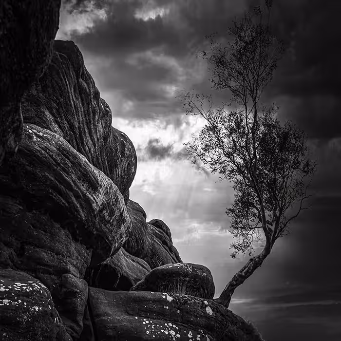 تابلو مدل درخت و صخره