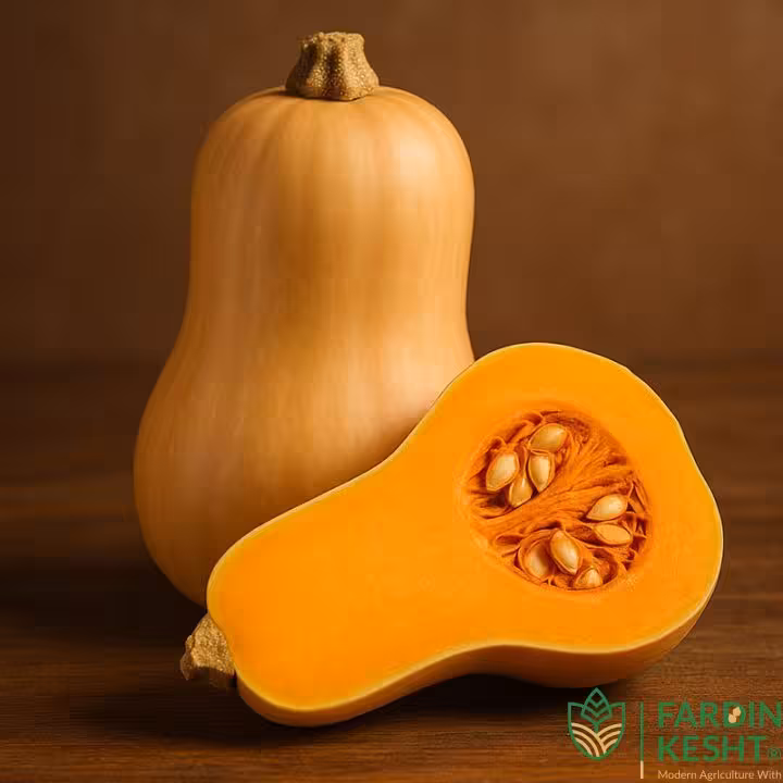 بذر کدو حلوایی مینی Waltham Butternut