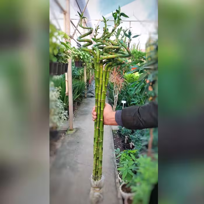 بامبو پیچ تایلندی با ارتفاع حدود 90 سانتی متر  قیمت تک شاخه