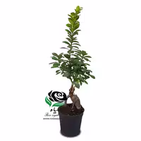 بونسای فیکوس سایز 11
