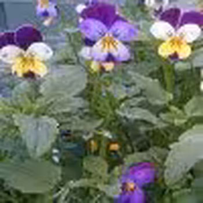 برگ بنفشه سه رنگ