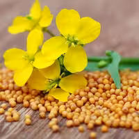 خردل اعلاء درجه یک 100 گرمی 