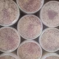 حلوا سنتی تبریز بدون افزودنی تهیه شده از آرد و برزک و ارده وگل سرخ(500گرم) انستیتو چلیپا عسل ارسال رایگان