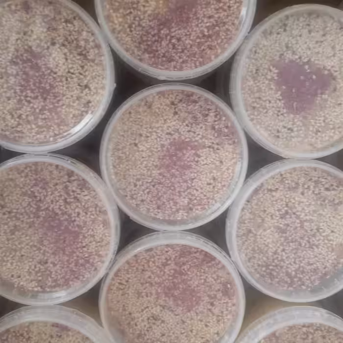 حلوا سنتی تبریز بدون افزودنی تهیه شده از آرد و برزک و ارده وگل سرخ(500گرم) انستیتو چلیپا عسل ارسال رایگان