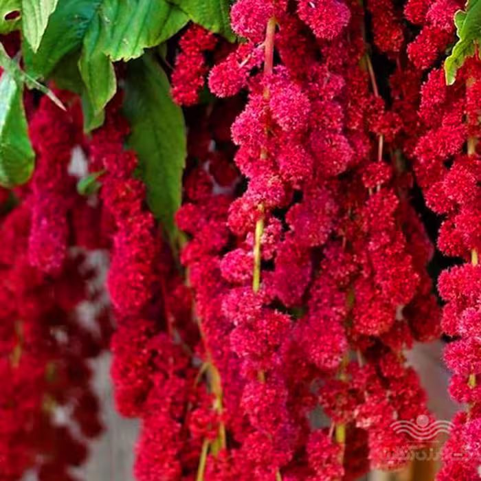 آمارانتوس نخلی