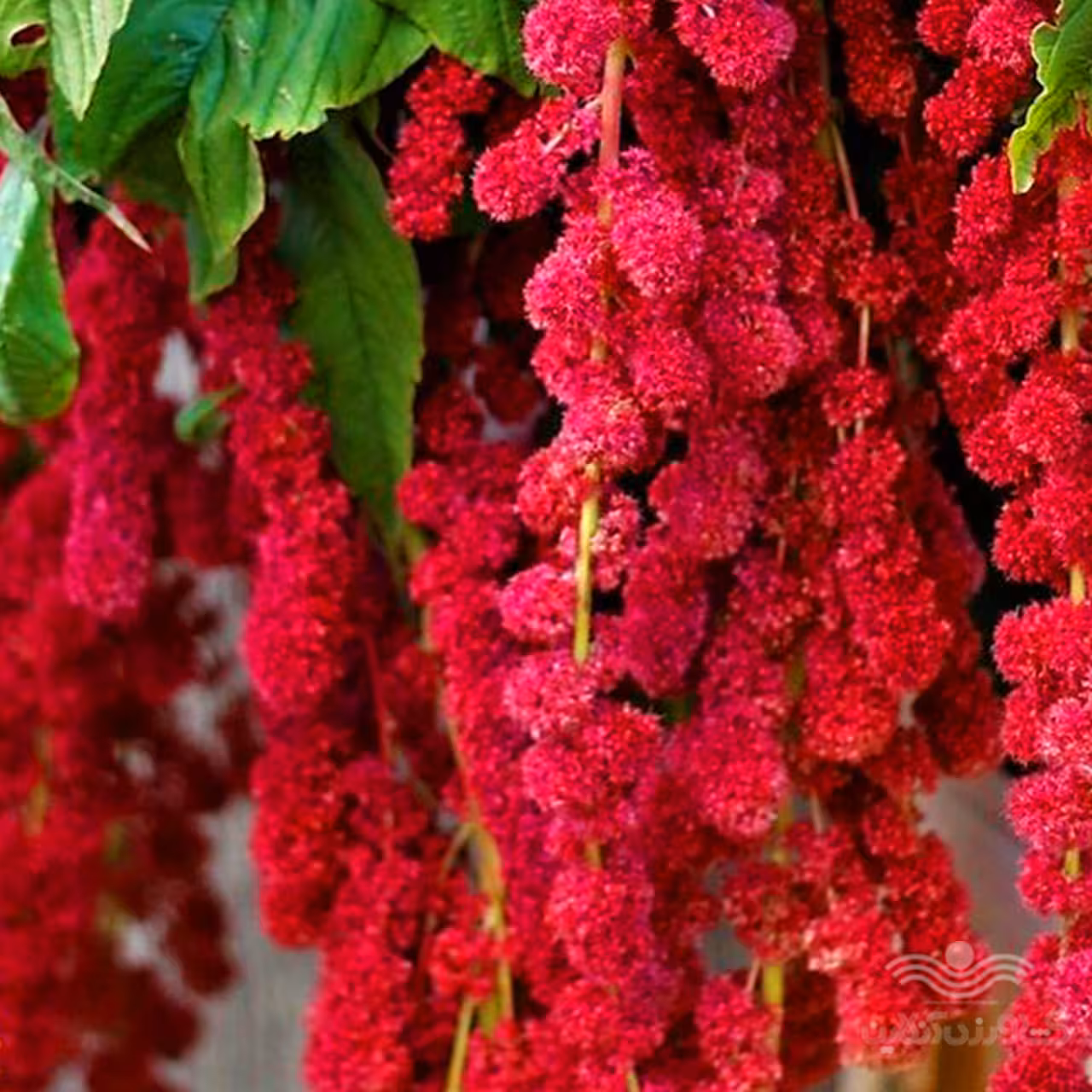 آمارانتوس نخلی